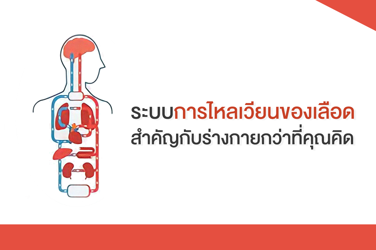 ระบบการไหลเวียนของเลือด