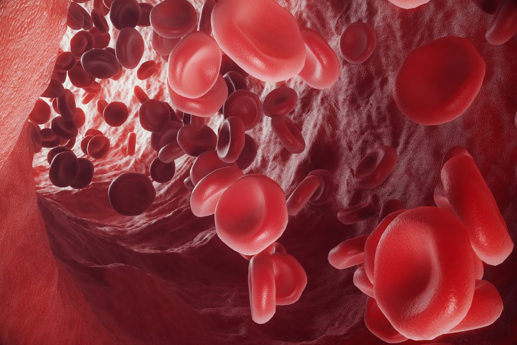 ระบบการไหลเวียนของเลือด สำคัญกับร่างกายกว่าที่คุณคิด เสริมภูมิ ต้านโควิด-19 เม็ดเลือดแดง