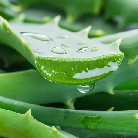 aloe-vera