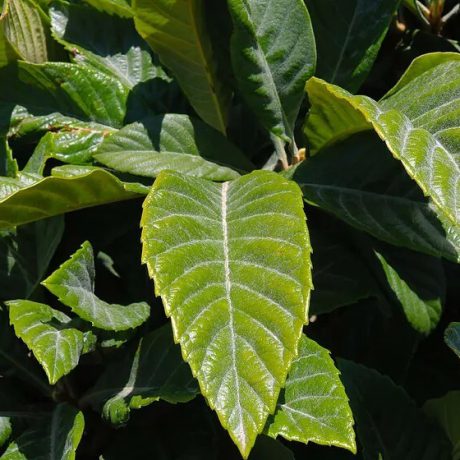 loquat-leaf